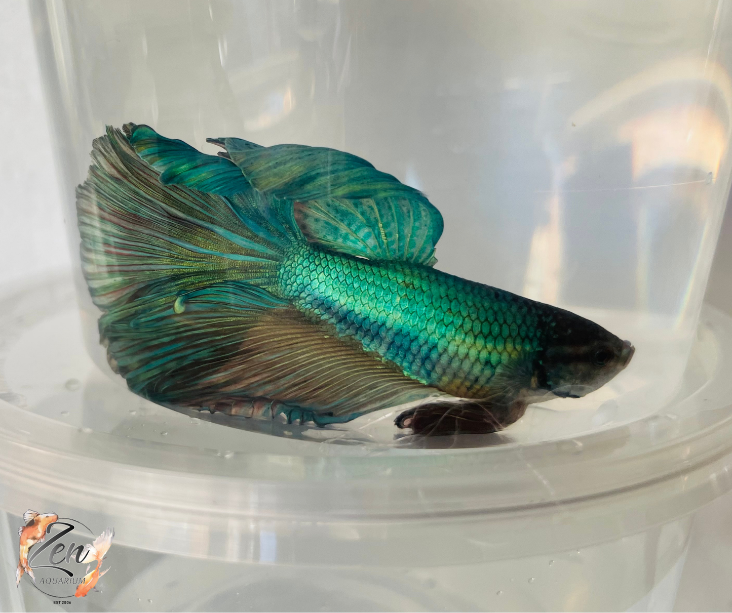 Male Halfmoon Betta (Available in store only)