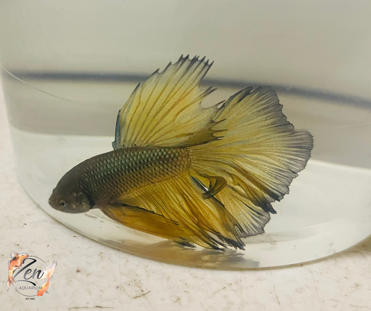 Male Halfmoon Betta (Available in store only)