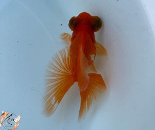 Red colour butterfly tails 10-11cm - P