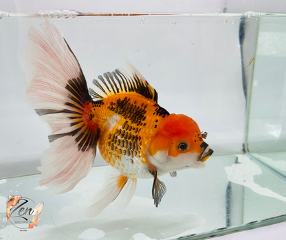 JUMBO Rosetail Oranda 16cm