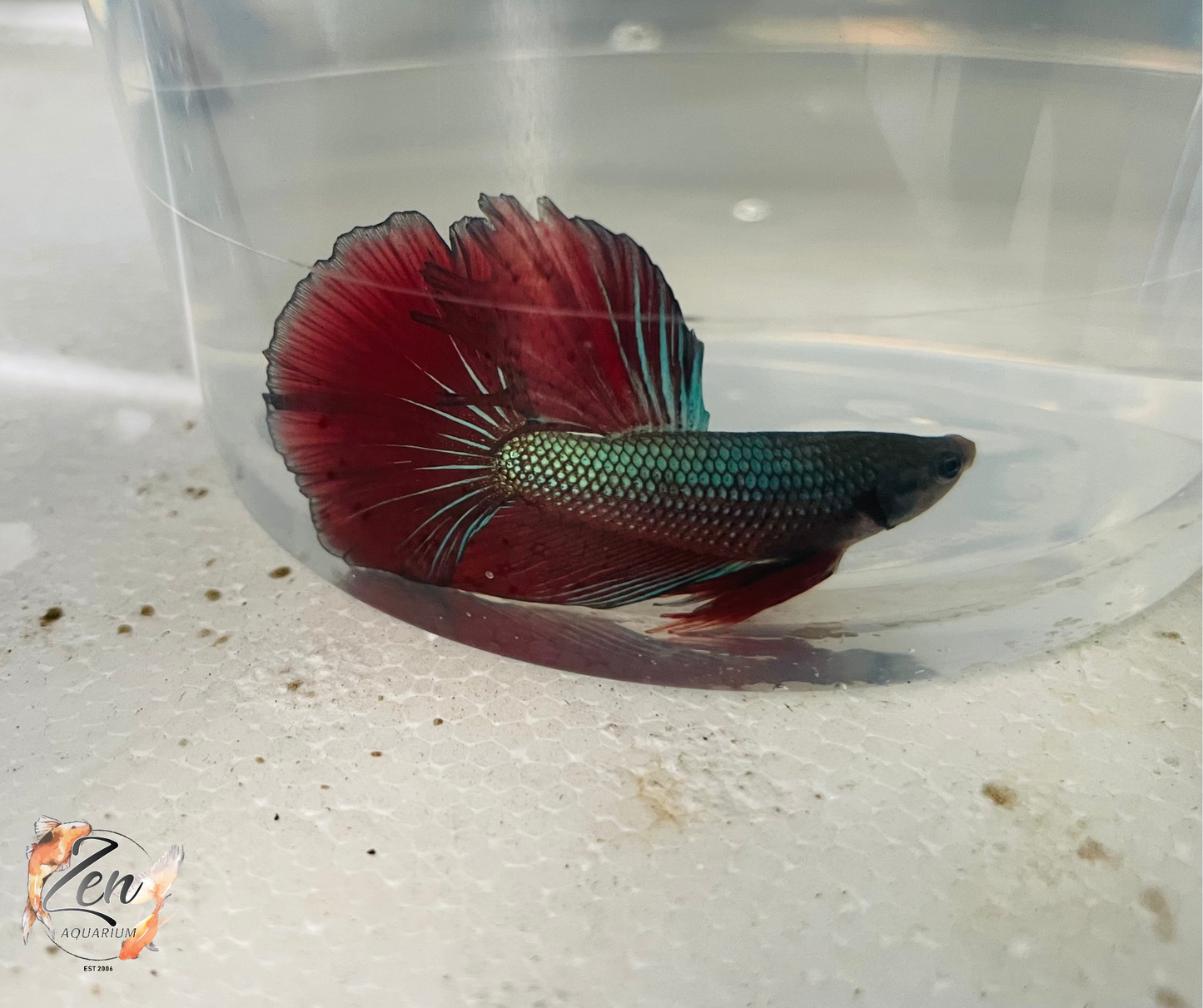 Male Halfmoon Betta (Available in store only)