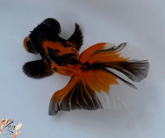 Tri colour butterfly tails 10-11cm - Q