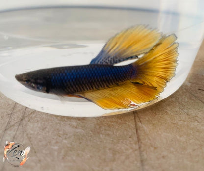 Assorted Mustard Gas Halfmoon Male Betta