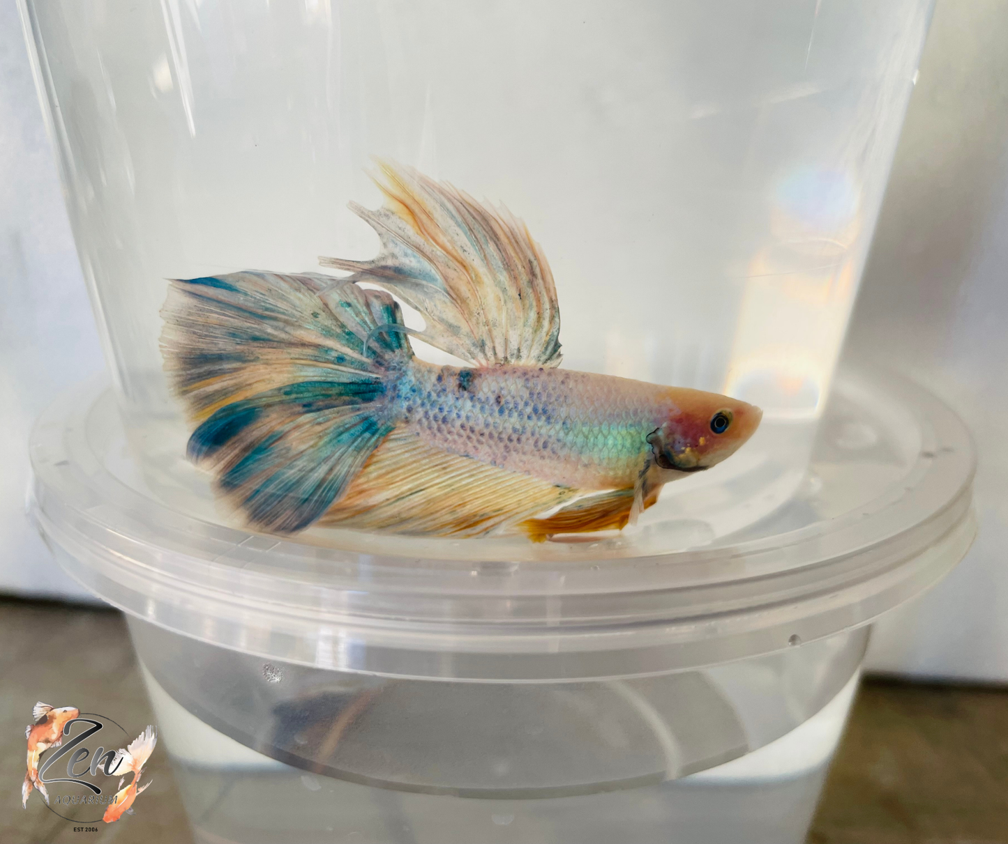 Male Halfmoon Betta (Available in store only)