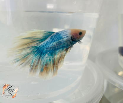 Male Halfmoon Betta (Available in store only)