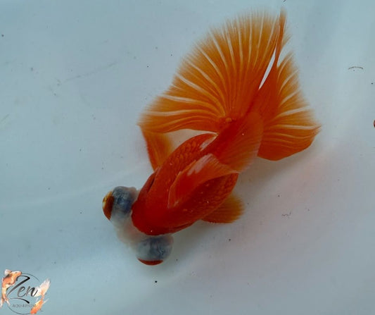 Red White Head colour butterfly tails 10-11cm - U
