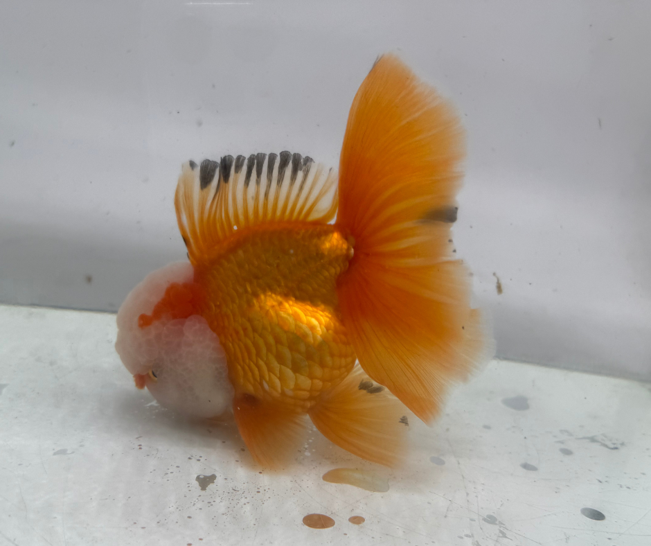 Rosetail Oranda Goldfish (12-13 cm)