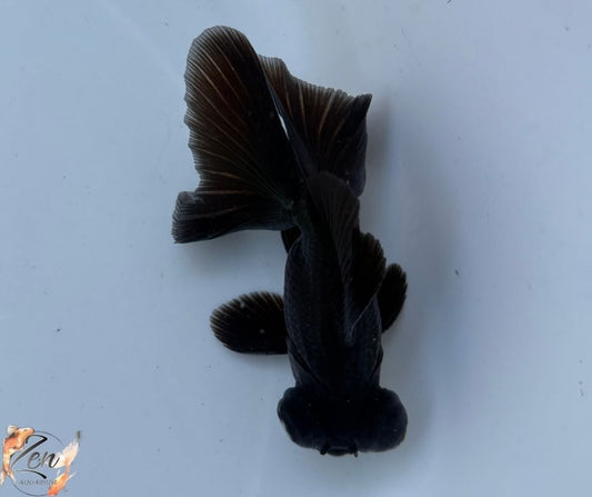 Black Butterfly Tail Goldfish 10-11cm - V