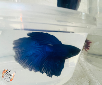 Male Halfmoon Betta (Available in store only)