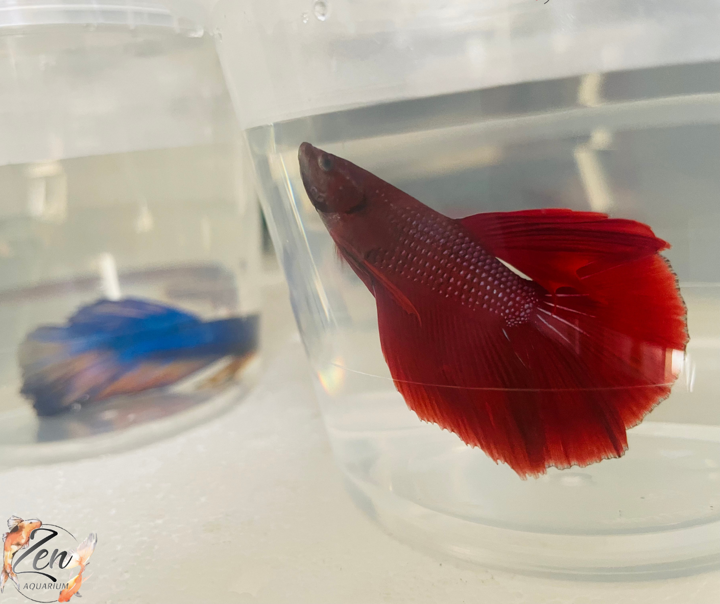RED Male Halfmoon Betta