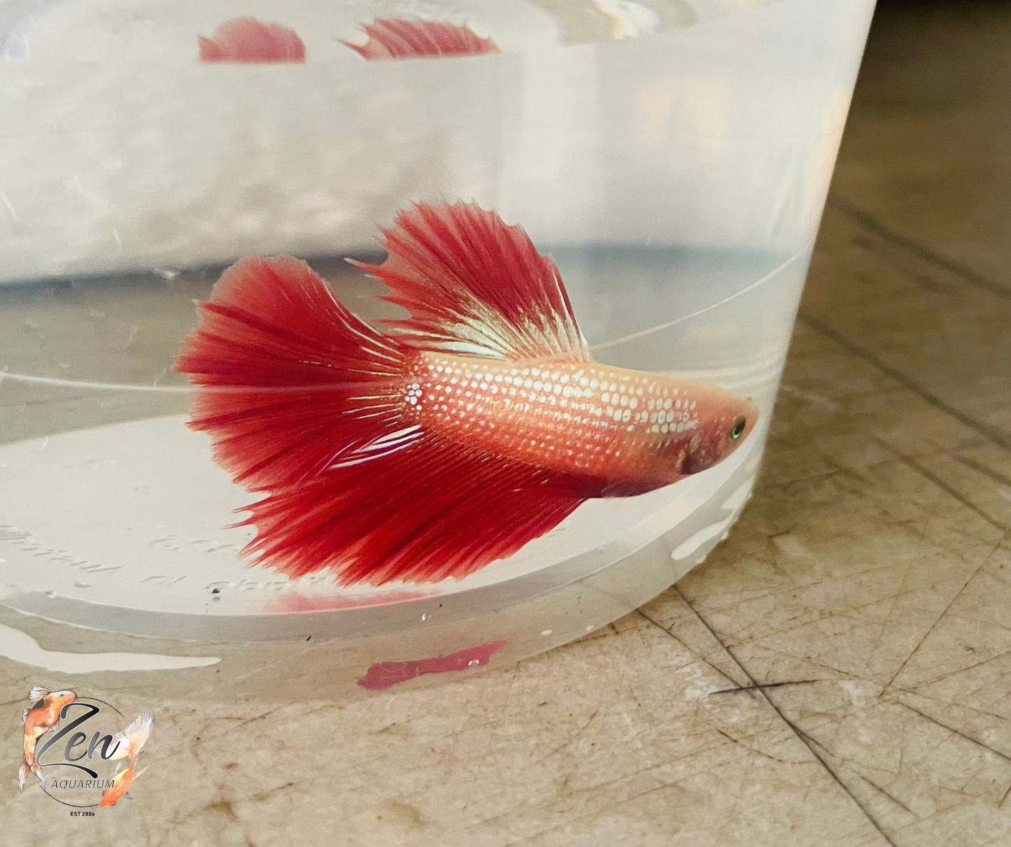 Male Halfmoon Betta (Available in store only)