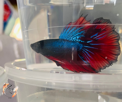 Male Halfmoon Betta (Available in store only)