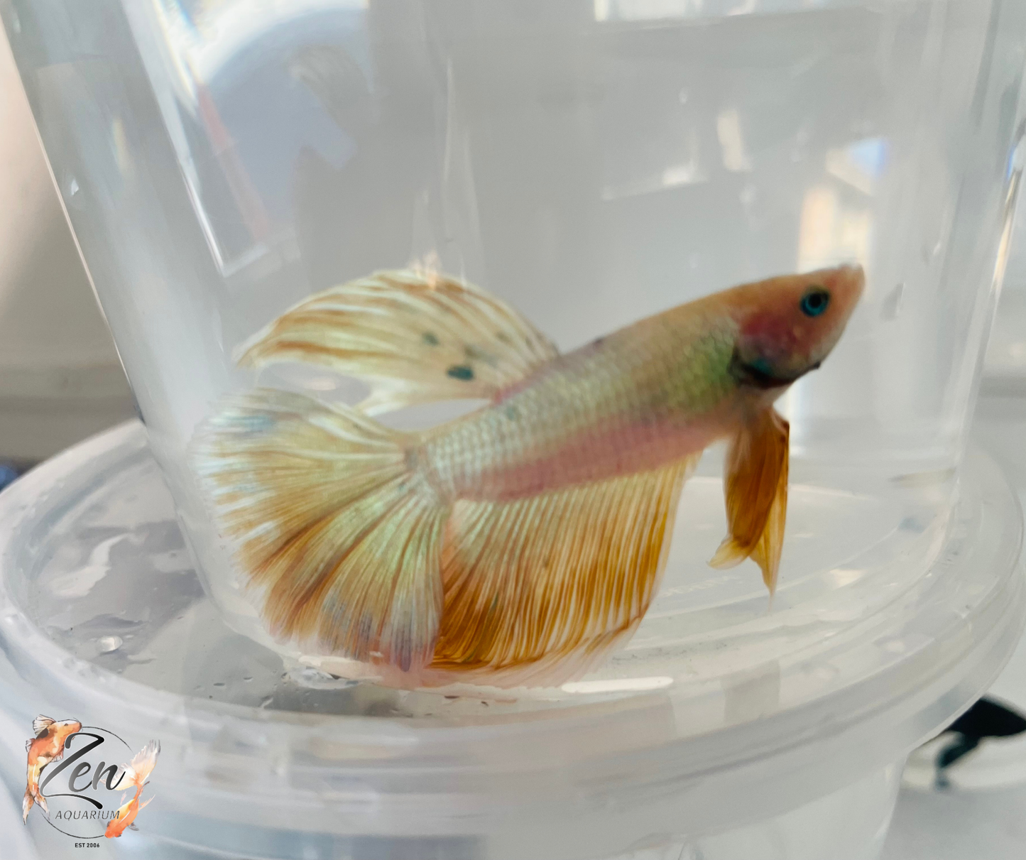 Male Halfmoon Betta (Available in store only)