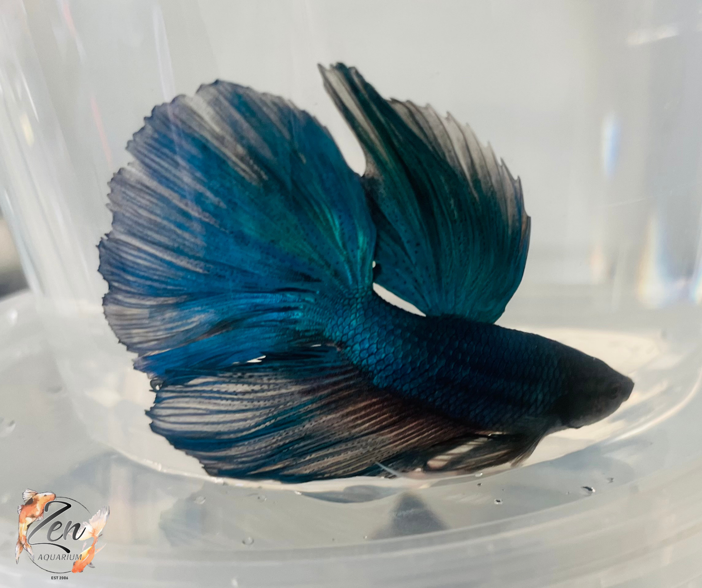 Male Halfmoon Betta (Available in store only)