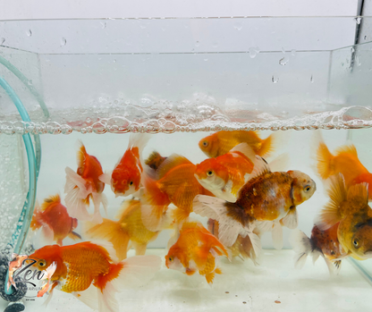 Assorted Oranda 9-12cm NEW STOCK WEEKLY