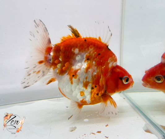 Short Tail High Back Ryukin Goldfish (XXXL Sakura 13-14 cm) Male