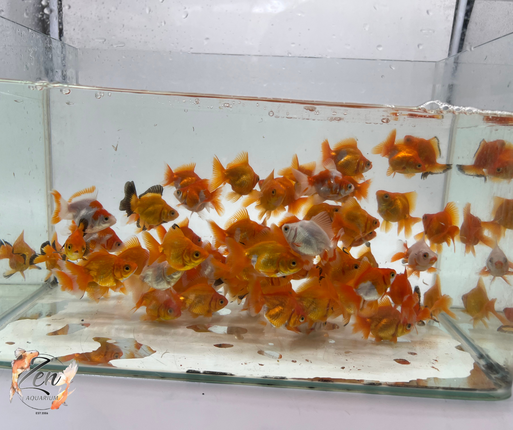 Ryukin ( 5 cm) – High Back Fancy Goldfish – Zen Aquarium AU