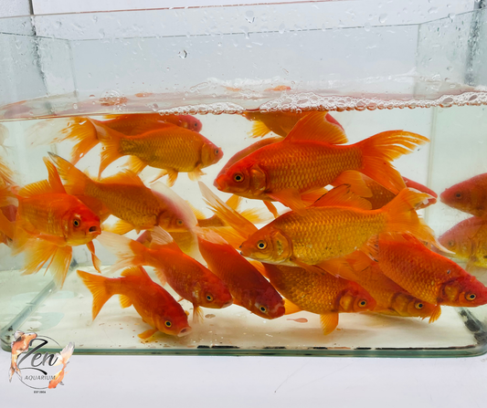 Comet Goldfish (RED) 14-17 cm