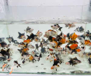 Tri and Panda Oranda