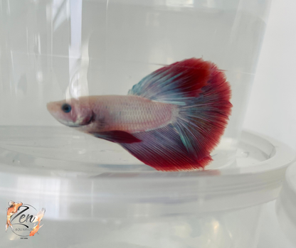 Male Halfmoon Betta (Available in store only)