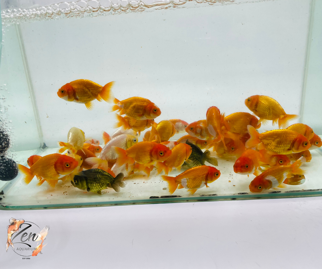 Assorted Ranchu Goldfish swimming in clear water