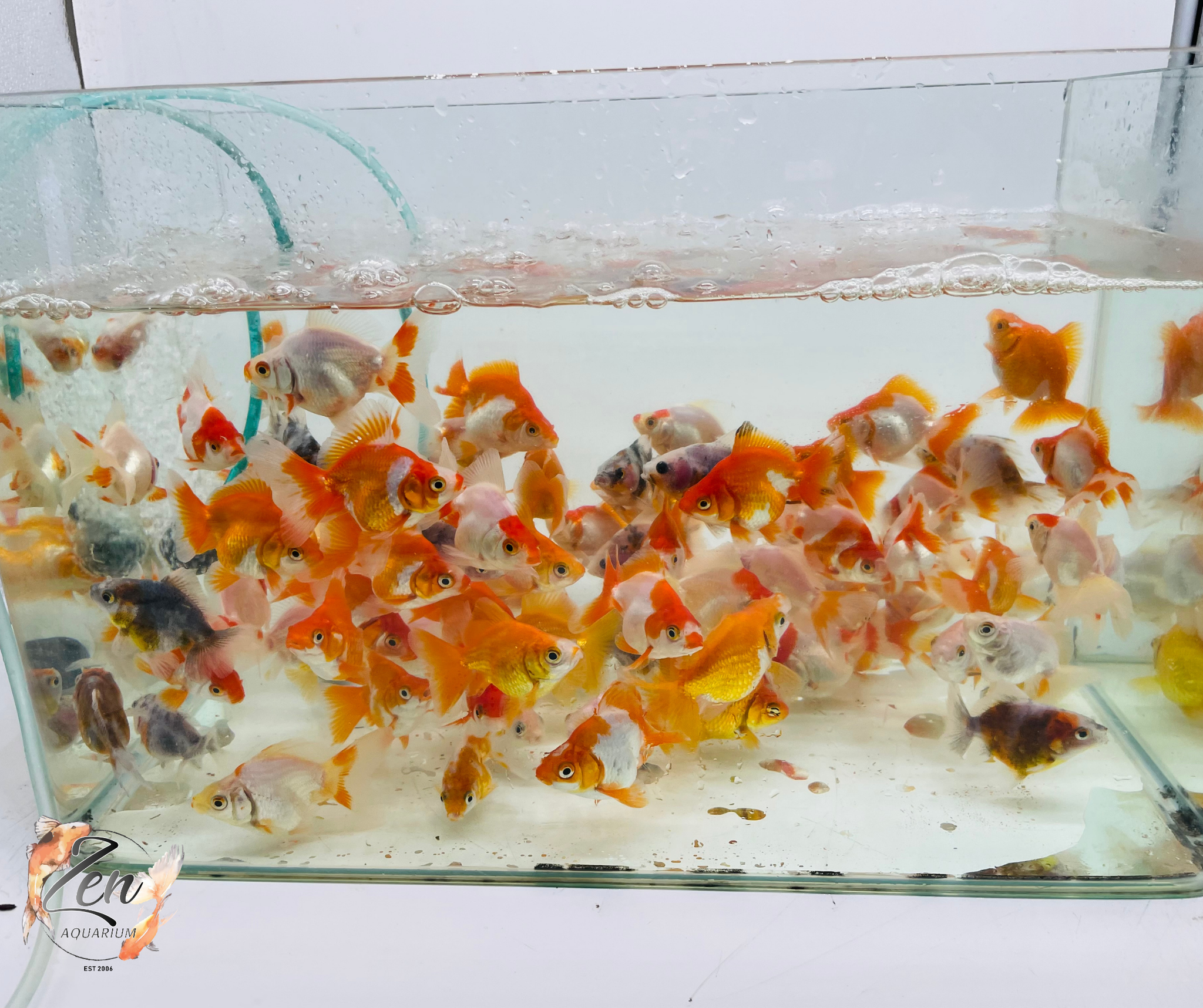Ryukin ( 5 cm) – High Back Fancy Goldfish – Zen Aquarium AU