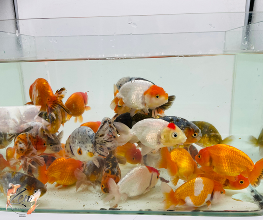 Live Fancy Goldfish Online & Delivery  Zen Aquarium Australia – Zen  Aquarium AU
