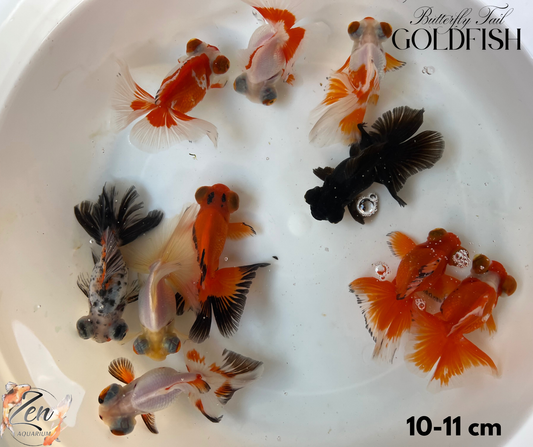Assorted Butterfly Tail Goldfish 10-11cm