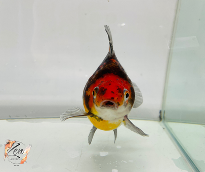 Short Tail High Back Ryukin Goldfish (XXXL Kirin 12-13 cm) Female