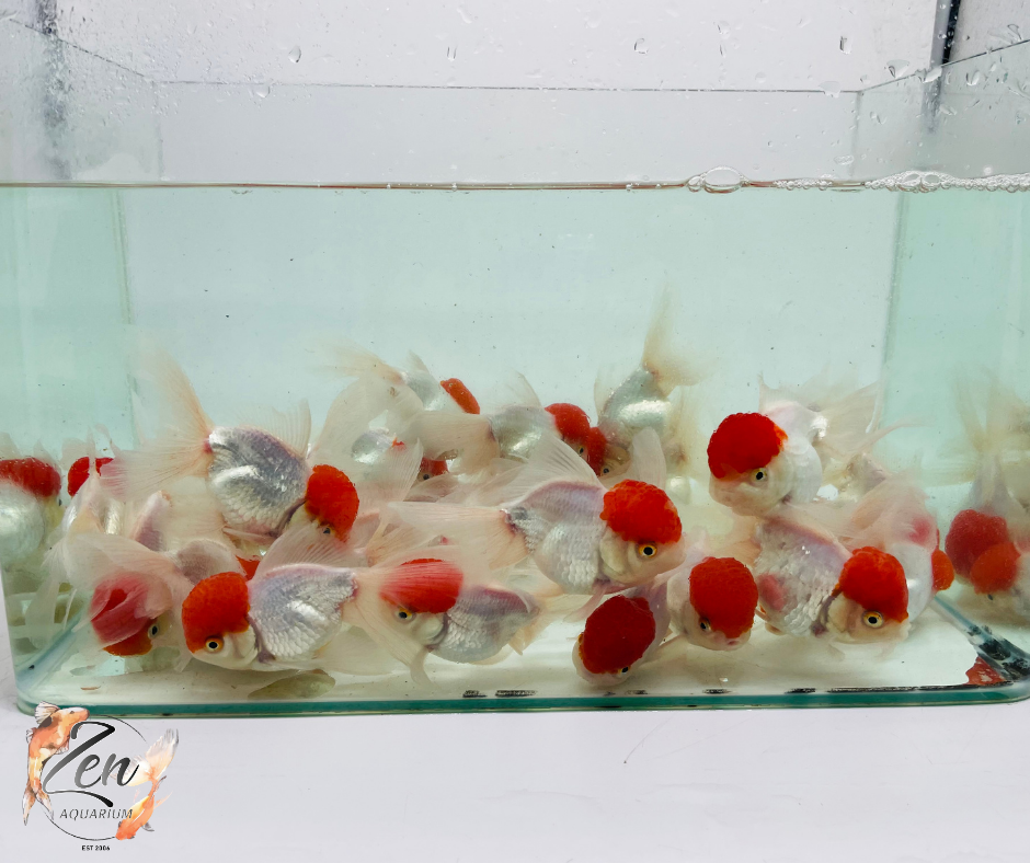 Red Cap Oranda (9-10 cm) - Zen Aquarium AU