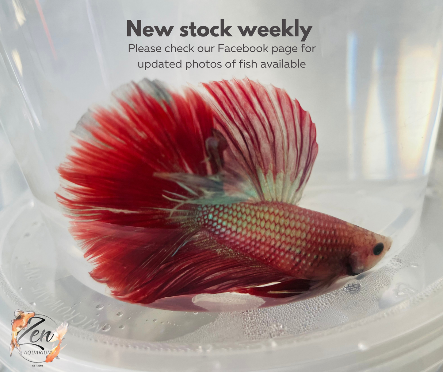 Male Halfmoon Betta (Available in store only)