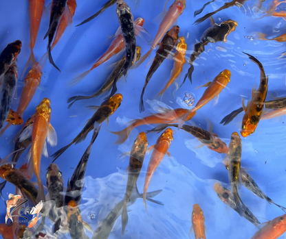 Butterfly Koi Fish small  7-9 cm