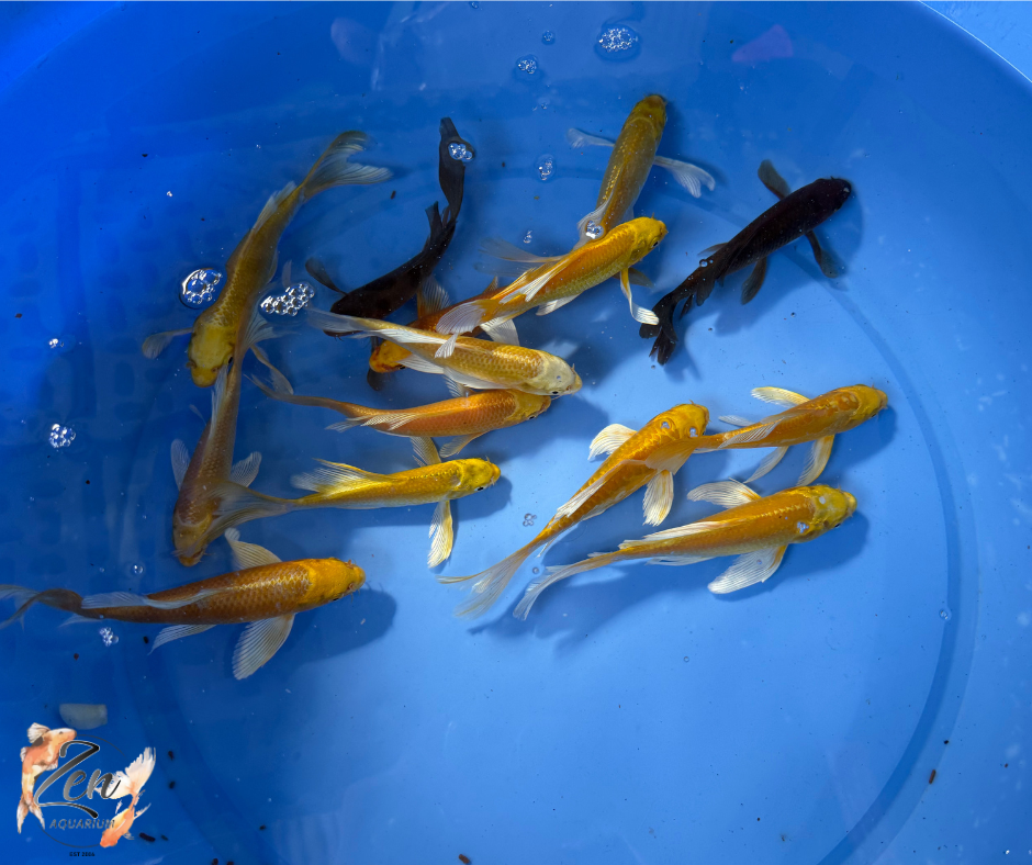 Butterfly Koi Fish 15-17cm - Zen Aquarium AU