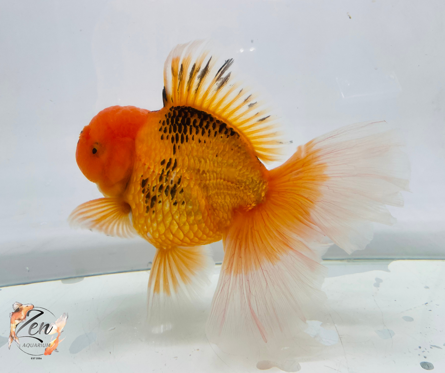 JUMBO Rosetail Oranda 16cm