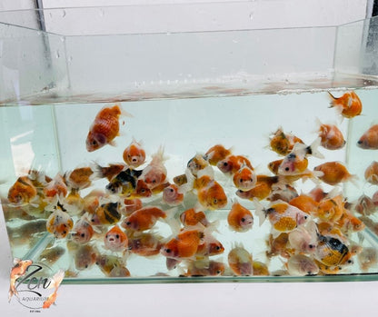 Pearlscale goldfish Calico/ Tri Ping Pong (6-7 cm) - Zen Aquarium AU