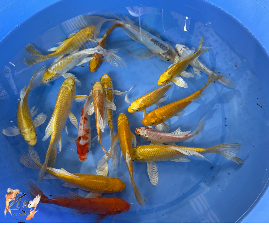 Butterfly Koi Fish 18-21 cm - Zen Aquarium AU
