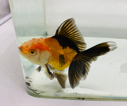 Tri Oranda Goldfish (8-9cm)