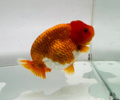 Red&White Ranchu Goldfish 11-12cm - Zen Aquarium AU