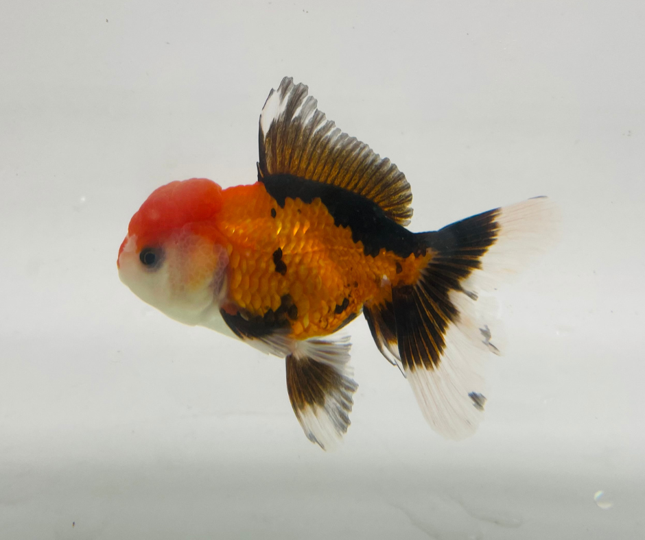 Tri Oranda Goldfish (8-9cm)
