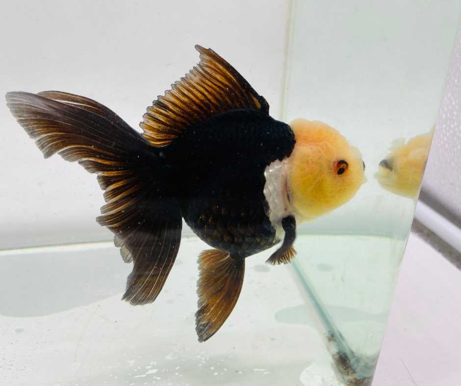 Lemon Head Panda Oranda Goldfish (11-12 cm) - Zen Aquarium AU