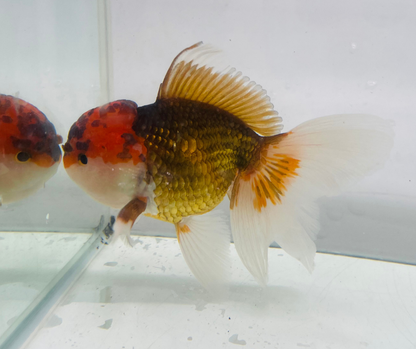 Tri Oranda Goldfish (10-11 cm)