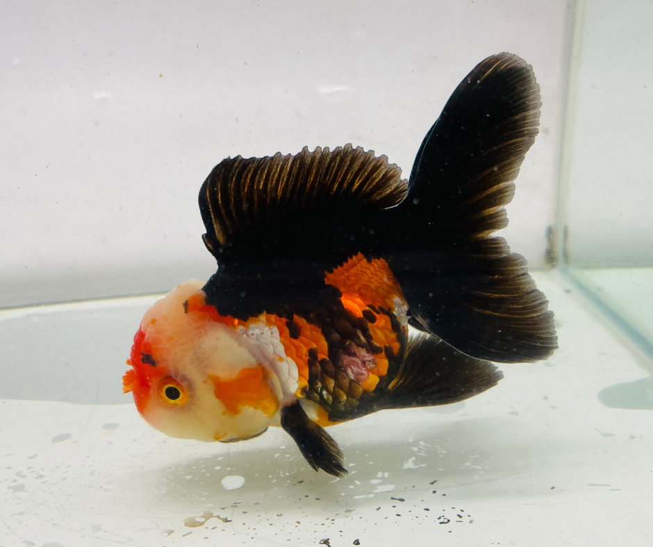 Tri Oranda Goldfish (10-11 cm) - Zen Aquarium AU