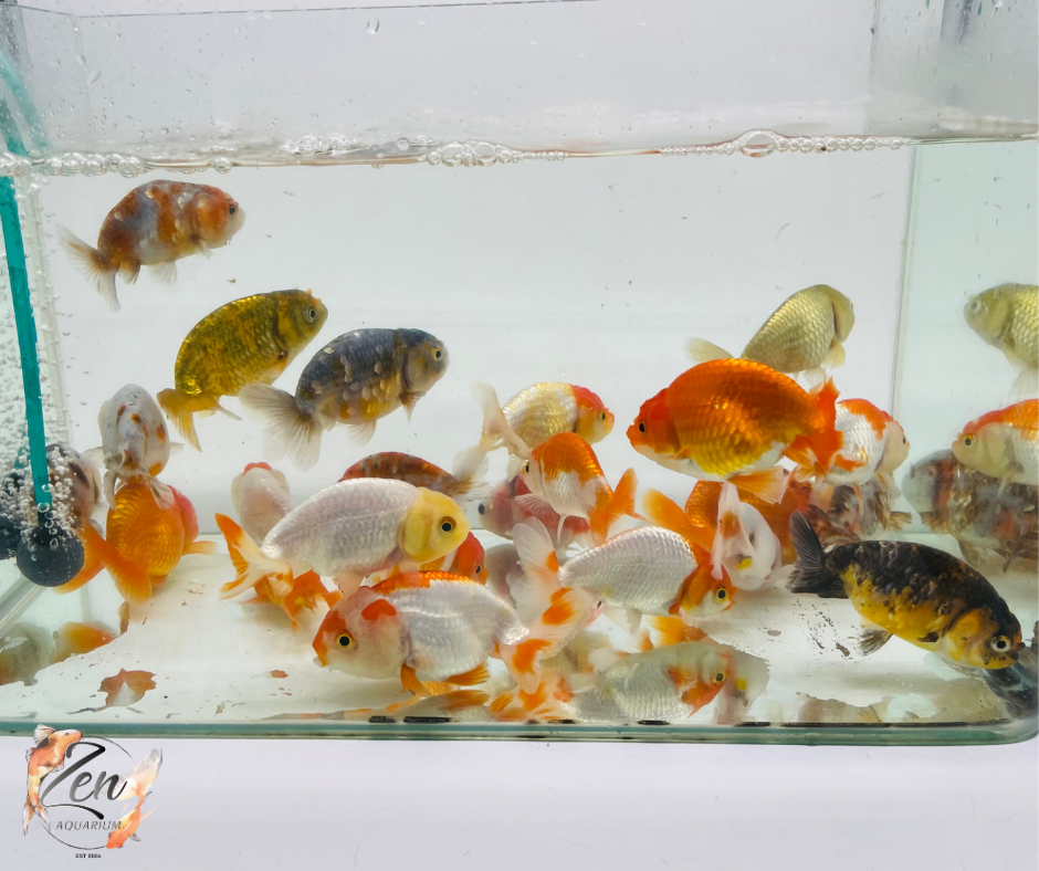 Assorted Ranchu Goldfish - (8-10 cm) | Zen Aquarium - Zen Aquarium AU