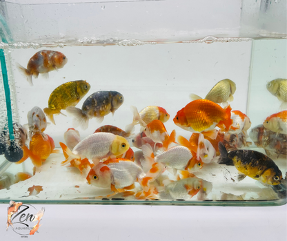 Assorted Ranchu Goldfish - (8-10 cm) | Zen Aquarium - Zen Aquarium AU