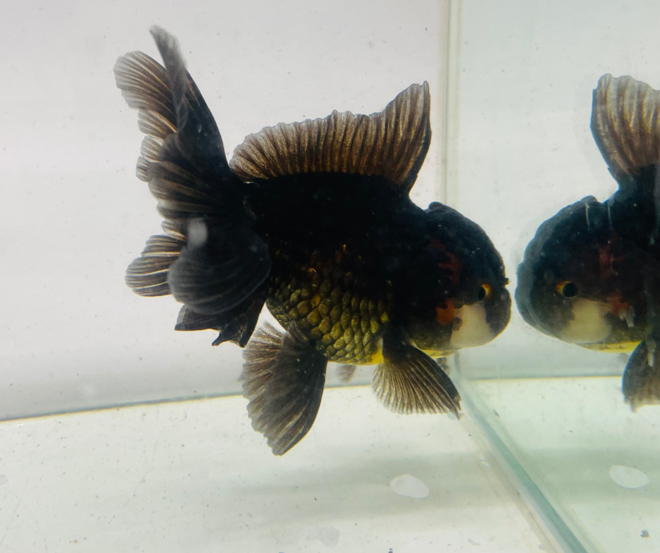 Black&Red Oranda Goldfish (10 cm)