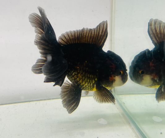 Black&Red Oranda Goldfish (10 cm)