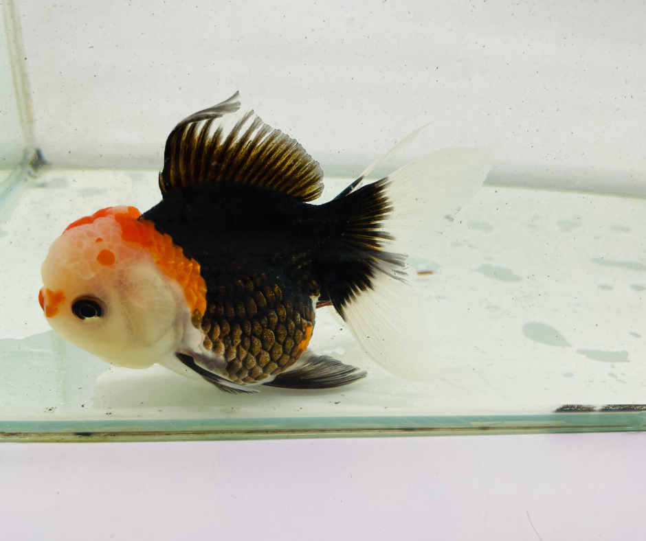 Tri Lemon Head Oranda Goldfish (11 cm)