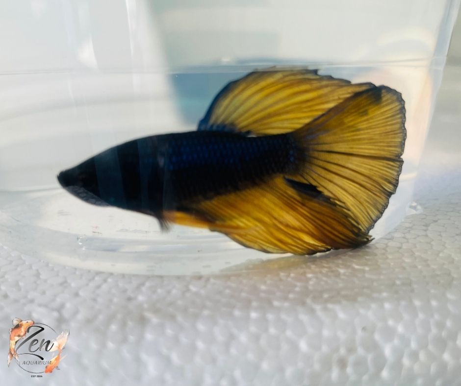 Assorted Mustard Gas Halfmoon Male Betta