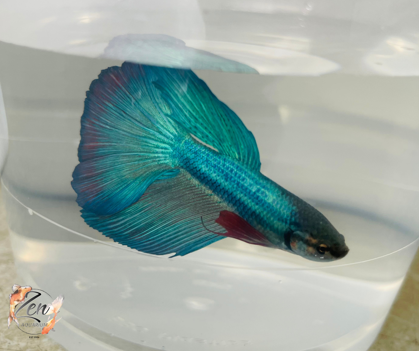 Male Halfmoon Betta (Available in store only)