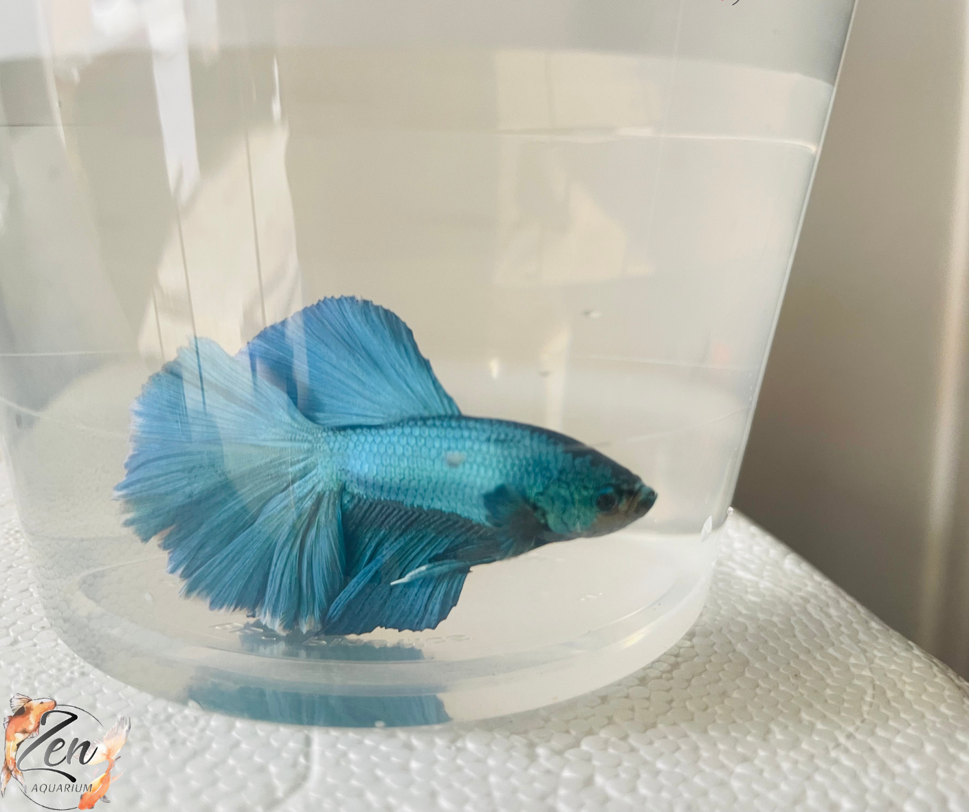 Blue Halfmoon Male Betta